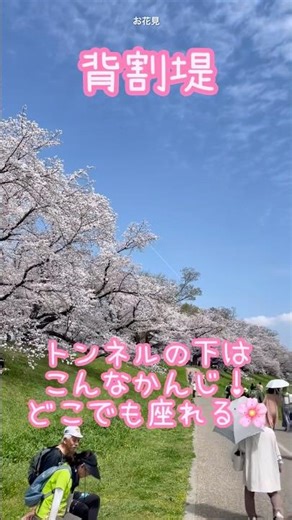 背割堤さくらまつり🌸桜のトンネル #お花見