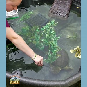 25 reactions | Oh snap! It's feeding time! An intelligent intern interested in keeping all her digits feeds it a fish with tongs! Happy snapping turtle and happy intern. Learn about our mission: AppalachianWild.org Follow us on Twitter: @SavingWildLives | Appalachian Wildlife Refuge | Facebook