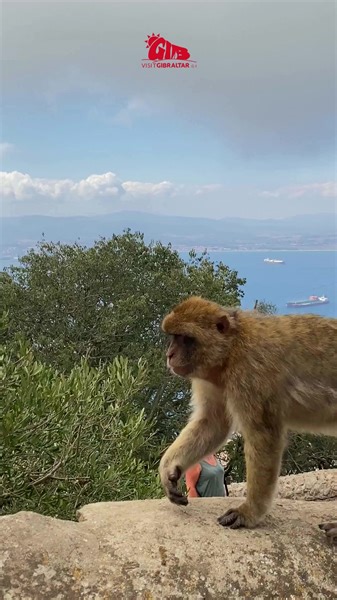 2.5K views · 60 reactions | Get up close and personal with Gibraltar's most famous residents, the free-roaming Barbary Macaques  Don't forget to tag us #VisitGib  #GibraltarApes #VisitGibraltar #RockofGibraltar #Monkeys #Wildlife #UpperRockNatureReserve #VisitGibraltar | Visit Gibraltar | Facebook