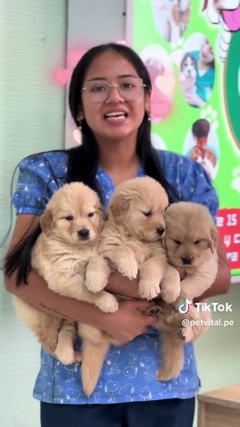 Cachorros Golden Retriever en Venta y Adopción