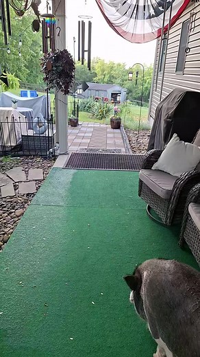 Morning Routine with Homer the Cat and Friends