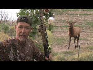 Recurve bull elk from a treestand - Fred Eichler