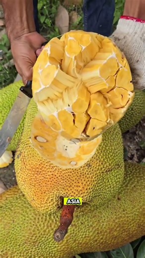 “Buah Favorit Orang Kampung, Ternyata Bukan Buah Lokal!”