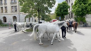 51K views · 709 reactions | Kurz vor der Show des Circus Knie in St Gallen. #auslaufen #longe #pferde #show #pferdestall #cirqueknie #knie #swiss #stgallen #führen #pferd #meinecircuswelt #horse #horses #training #tierlehrer #circoknie #familieknie #zirkus #circus #too #ivanknie #araber #friesenpferd | Meine Circus Welt | Facebook