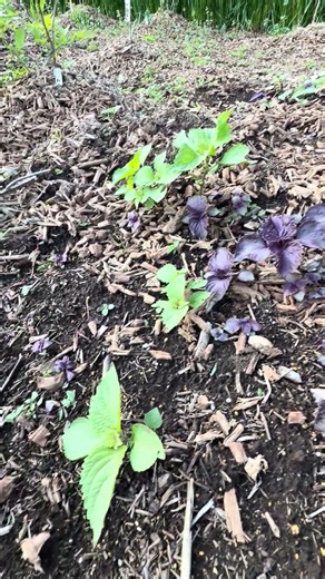 The red and green shiso seeds have overflowed, and sprouts have appeared. I sowed the green shiso...
