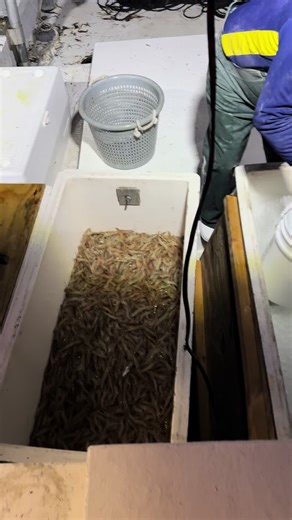 Shrimping downtown miami. #downtownmiami#shrimping#commercialfishing#fishingtiktok