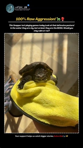 Prehistoric Predator: The Snapping Turtle! 🦖🌊