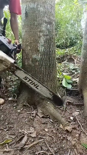 iksanv21 on Instagram: "Semoga bisa menghibur #indonesia #wodworking #stihl070 #fyp #viral"