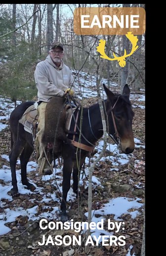 EARNIE is heading THAS Ada Oa Mule Sale soon! April 10-12, 2025 #mules #mulesofinstagram #mulesoftiktok #Muleskinner #muleso #equineevents #hunting #huntingmules #huntingdogs #hoghunting #greatmules | Jennifer Bailey