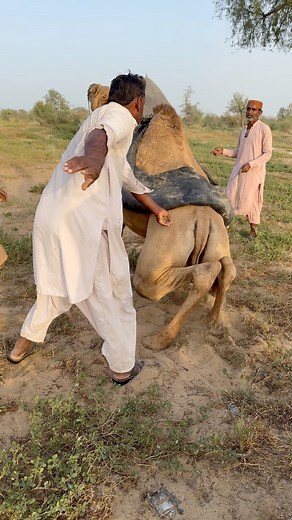 Camel Jumps Suddenly After the Load Is Placed and Tries to Throw It Off A dramatic moment in the desert as a camel suddenly jumps right after a heavy water load is placed on its back. The unexpected movement causes panic among the villagers, who quickly try to calm the camel and prevent any harm. Such scenes are common in harsh desert life where people struggle daily to transport water with limited resources. Disclaimer: This video is shared for educational and awareness purposes only. No harm i