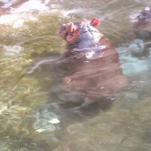 Hippos can vocalize on land & in water💦. We've got big hippo calf news surfacing later this week so stay tuned. 😉 | San Diego Zoo