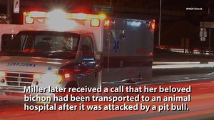 61K views · 698 reactions | Dog mauled, killed by pit bull during...