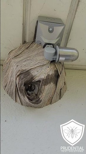 yellow Jacket Nest treated and removed from side of building #yellowjackets #pestcontrol #wasps