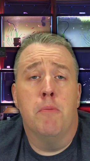 This is One of the Prettiest Freshwater Fish! #aquariumcoop #aquariumadvice #killifish