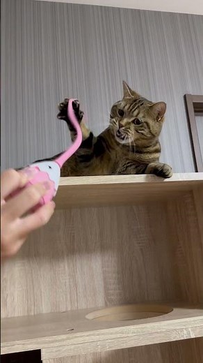 Petcroniesシリコーン猫じゃらしで遊ぶ猫｜電動おもちゃの実使用動画