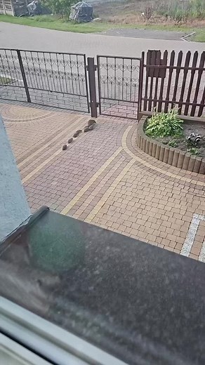 Dokąd nocą tupta jeż? Odkryj tajemnice jeża!