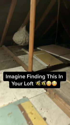 Giant Wasp Nest Removal: Thousands of Wasps!