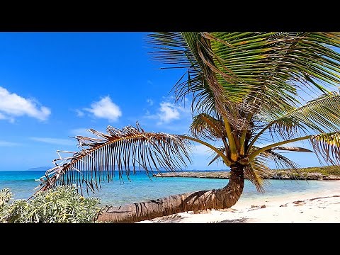 Calm Mind: 3 Hours of Gentle Tropical Waves & Background Video