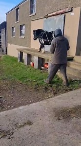 176K views · 2K reactions | Madame Marylegs. The sassiest Shetland to ever sass, she came to us for some rehabilitation work last year after she had started to attack her owners. Thing is she's super duper clever, and when you keep that busy mind learning new things she becomes an absolute charmer. She's back with us under new ownership to join a team which is certainly going to keep her busy!  | Hitch In Farm Working Horses | Facebook