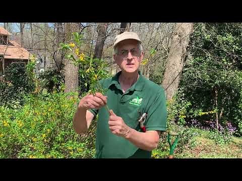 HOW TO PROPAGATE FORSYTHIA