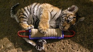 Milwaukee zoo hand raises Amur tiger cub to save its life