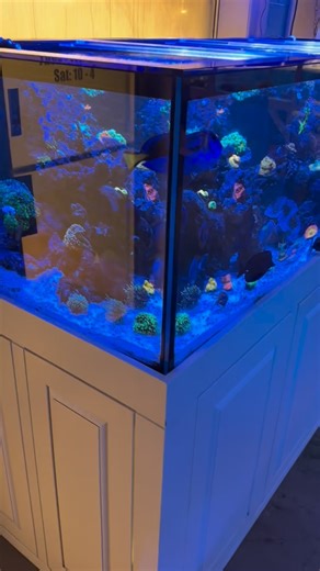 375 Gallon Glass Show Aquarium, 96 x 36 x 25 Tall, Black Silicone. Low Iron Front and Both Short Sides, Blue Tinted Perimeter Euro Bracing, Low Iron Cross Bracing, Concealed Waterline, Vertical Seam Guards, Overflows in Back Left and Right, Blue Acrylic Overflow Covers and Show Furniture, 40 Tall in White with Custom Raised Panel Doors. All Recessed, Slow Stop Hinged and Push to Open. Stunning Design. Up and running now for just over a year at @aquariumprosva . Looks totally Amazing.💥💥💥💥💥💥