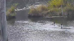 13K views · 1.1K reactions | The Sapsucker Woods Pond Cam is never short of serene moments. Take a minute to enjoy watching these Canada Geese line up like train cars as they glide between the cut through one by one. See more at AllAboutBirds.org/PondCam | Bird Cams | Facebook