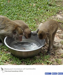 Jane brings her two children to drink the water; Jazzy and Jonna continue to follow their mother, because they are quite worried about her. | Beloved Monkeys Of Cambodia