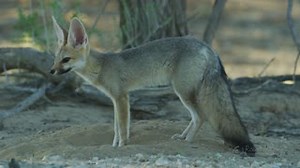 2.2K views · 107 reactions | Checklist of mammals in the Kgalagadi Transfrontier National Park: https://bit.ly/2JHPdHZ #LiveYourWild #21Days21Destinations #DontCancelPostpone #SAWillTravelAgain  Robert Hofmeyr | South African National Parks | Facebook