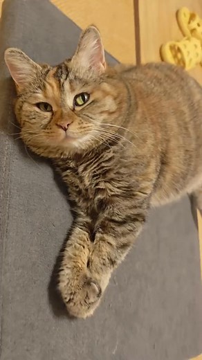 56K views · 1.5K reactions | Why can't Mom understand cat language? | GuangDang | Facebook