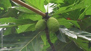 Harvesting breadfruits from tree. Breadfruit is a vegetable having culinary uses. Unripe breadfruit is used to make different type of dishes.