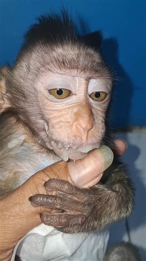 #cutebabymonkey #babymonkey #poorbabymonkey | baby monpai