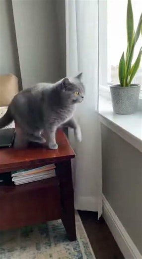 Funniest Cat Jumping Fails 2026 | Compilation​#CatFails #FunnyCats #ParkourCats #FunnyAnimals