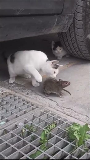 #cat #cats #mouse #tomandjerry #tom #jerry #challenge #real