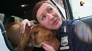 One cop believed this dog could survive - and so he did ♥ | The Dodo