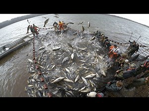 From America’s Most Hated Invasive 🐟 Fish to $7 Billion Dollar Industry: 🐟 Asian Carp