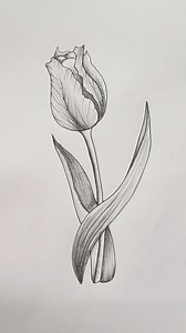 75K views · 1.2K reactions | Tulip flower drawing tutorial #Art #Drawing #Explore #ArtGallery #ArtLover #ArtReels #ArtVisual #Sketch #HowToDraw #PencilDrawing #Reels #Tranding #Reels #Shorts #FbReels #Viral #Tranding #Artist #Artwork #DoodleArt #TulipFlower | Tahmina Art Gallery | Facebook