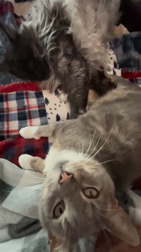 Buster_and_Brothers on Instagram: "Monster making some heavy breathing noises and yes, Buddy is still always by my side! 😺🐾🐾 #cat #mainecoon #cats"