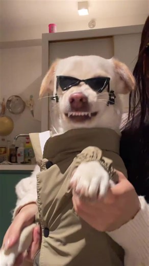 #doglife #puppydance #swayingtothebeat#cutedog#pet