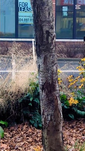 Four year old speaks language We've not ever read till now. #dna