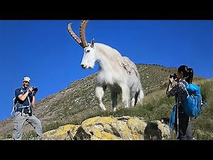 Top 10 G.O.A.T. Goat Breeds