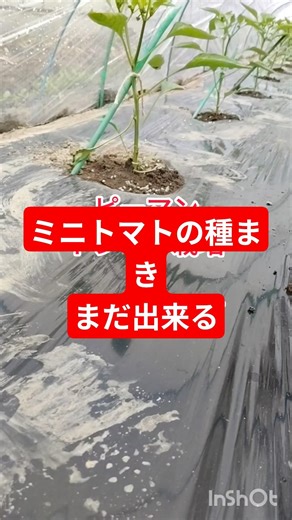 ミニトマトの種まき5月からできます