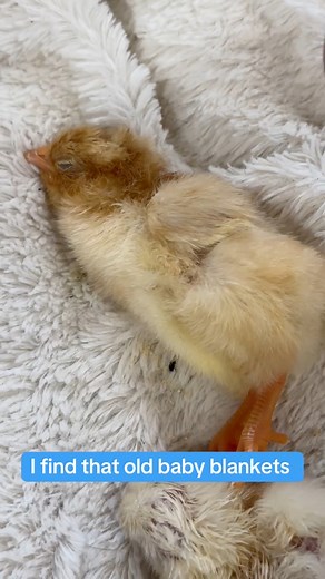 It is so precious watching a newly hatched chick sleep. She was so relaxed.☺️ #babychicks #chickens #tips #chickensofinstagram | Tracy Reed