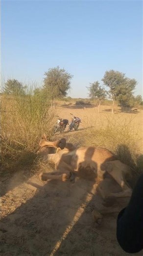 الجمل مستلقٍ على الأرض بهدوء — مشهد جميل#camel #shortvideo #animals #foryou