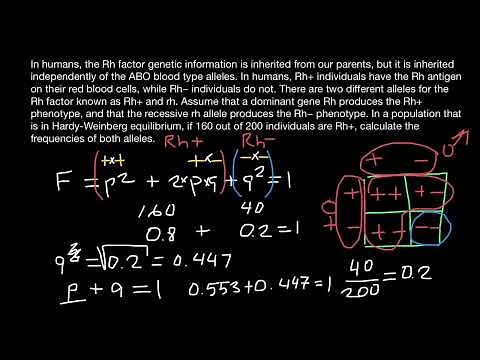 Rh factor: how to find allele frequency