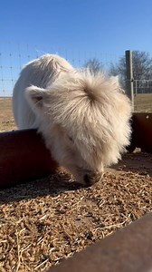 “Logan” micro/ mini silver dun bull sired by the retired legend Cesar. Logan will probably be one of the last Micro Cesar sons ever offered. Don’t miss an opportunity at the very best in Texas on April 5. https://www.pandarosaonlinesales.com/pages/37085 | Pandarosa Miniature Ranch