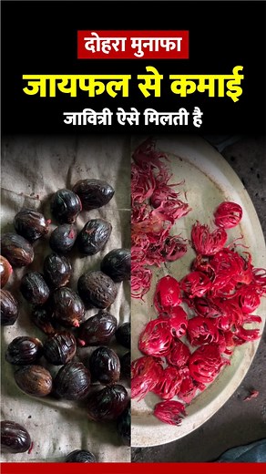 Nutmeg: One Tree, Two Powerful Spices! Ever seen a spice that gives double? Nutmeg (jaiphal) is the seed, and the red lace around it is mace—both used in cooking, medicine, and perfumes. Grown in coastal regions and often with coconut or areca nut, nutmeg helps farmers make the most of their land. In Konkan, Amey Suhas mixes nutmeg with black pepper and betel leaf for a thriving, diverse farm. What do you call nutmeg in your region? Share in the comments! For more such farm stories, follow News