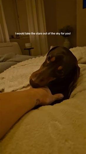 Heartwarming Dachshund Moments That Melt Hearts