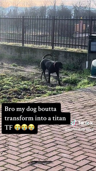 What If Dogs Were Titans in AOT?