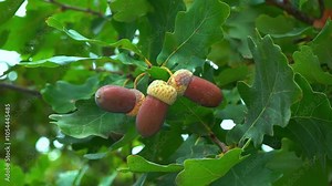 Quercus robur - the pedunculate oak or English oak, brown acorns on a tree against a background of green leaves